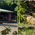 (Фото, видео) Зоолошки врт Палић на Међународни дан биодиверзитета упозорава: Губимо врсте брже него што их откривамо