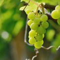 Glamočić: Država ostaje partner vinogradarima i vinarima