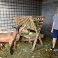 Branka Pešić iz opova ima recept za penzionerske dane Gaji koze s ljubavlju, sir u paprici najtraženiji