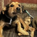 Ovo je najtužniji pas u Hrvatskoj Odbačen, u strahu, čeka da ga neko spase iz azila (foto)