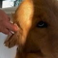 Neverovatna reakcija Snimak psa dok mu vlasnica čisti uši oduševio više od milion ljudi