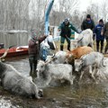 Спасавање животиња са Крчединске аде у току: „Не стајемо док не спасимо и последње грло“