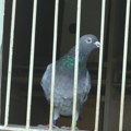Proveo 8 meseci u ptičijem zatvoru Policija oslobodila osumnjičenog špijunskog goluba