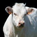 Najskuplja krava ikad prodata na aukciji za 4,8 miliona dolara