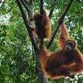 Orangutan kida i žvaće lekovitu biljku sa grane, a potom čini nešto što je oduševilo svet: "Ovo je prvi put da smo videli…