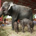 Na Tajlandu rođeni retki slonovi blizanci, dobili blagoslov budističkih monaha