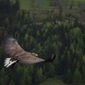 Sjajne vesti: Povećava se populacija orlova krstaša u našim krajevima