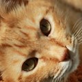 Kako mačke otkrivaju nove tajne DNK Narandžasta boja kao ključ genetike
