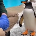 Preslatko Pingvin izjavio ljubav devojci koja brine o njemu - pogledajte šta joj je poklonio