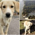Napušteni štenci traže dom Slatki kučići na Ribarskom ostrvu čekaju ljude toplog srca jedan bi mogao biti baš vaš