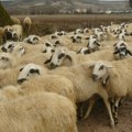 Uzgajivači ovaca i koza traže snižavanje stope PDV-a na sir s 25 na pet posto