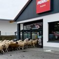 VIDEO: Ovce zalutale u supermarket u Bavarskoj