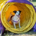 Festival “Ulični psi” na Kalemegdanu i idealna prilika da (barem) jednog i udomite