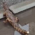 Šok u Nišu! Ljudi ostavili krokodila na ulici, građani odmah alarmirali policiju (video)