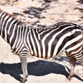 Zebra povredila dete i muškarca u Zoološkom vrtu u Beogradu