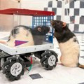 Mogu li pacovi koji su naučili da ‘voze auto’ da pomognu da budemo srećniji