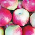 Велике залихе јабука и код нас и у Европи