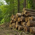Šumska krađa na Cmiljevici: Trojica iz Berana pod istragom