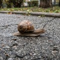 Da li puž može da preživi ako mu se zgazi kućica? Odgovor je mnogo ozbiljniji nego što se čini
