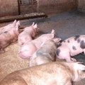 Ministarka poljoprivrede: Zaustavljeno širenje afričke kuge svinja