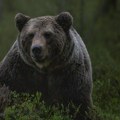 Medved ušetao u dvorište bivšeg makedonskog poslanika (foto)