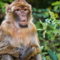 Majmun na krovu na Karaburmi: Snimak životinje kruži mrežama i nikome nije jasno kako je dospela tu