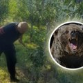 Medved „obrao” Muju šljive