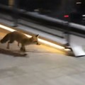 Postale redovni posetioci prestonice: Još jedna lisica snimljena kako se šetka Beogradom (video)