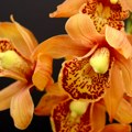 Samo dve kašike su dovoljne da raskošno cvetaju: Ovaj napitak orhideje vole više od vode!