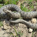 Usijali se telefoni službi zbog najezde zmija: Na udaru beogradska naselja, iskusni zmijolovac dao važan savet