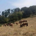 Konji u Srbiji usled tropskog talasa ostali bez kapi vode! "Čistoća" došla da ih napoji, pogledajte ovu sliku
