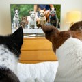 Da li pas gleda televiziju? FOTO