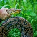 Zastrašujući snimak Piton od 6 metara mu se obmotao oko vrata, usledila je borba na život i smrt