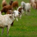 Zaigrala se ekipa: Vlasnik izgubio stado koza, angažovao Gorsku službu spasavanja
