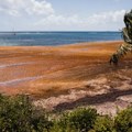 Neverovatni prizori sa Atlantika: "Braon pošast" guta Karibe i obale SAD, na udaru turizam i zdravlje (foto, video)