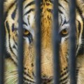Žena ga očajnički vukla nazad, ali se otrgao: Mladić skočio među tigrove i nastradao pred očima posetilaca zoo vrta u Jorkširu…