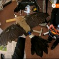 Preparirane ptice - dronovi: Neobičan eksperiment naučnika u Novom Meksiku (video)