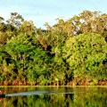 Apel za spas Amazonije – Brazil 2030. prestaje da krči prašumu