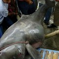 Brazil: U jednoj od pritoka Amazona pronađeno 120 uginulih rečnih delfina