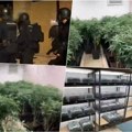Španski specijalci uleću u hostel i hapse srpsku bandu! Snimak akcije! Pronašli plantažu marihuane, zaplenjeno 37.000…