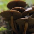 Gljive mogu da pomognu u smanjenju rizika od šumskog požara