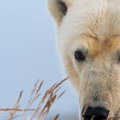 Prvi slučaj u svetu: Polarni medved uginuo od ptičjeg gripa