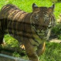 Bengalski tigar Naum novi stanovnik Zoo vrta