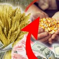 Цена кукуруза наставила да расте: Ево како се трговало претходне седмице на Продуктној берзи