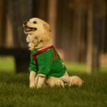 Poslanik: Opština Nikšić umesto psa za potrage, kupila psa za lavine