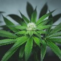 Novo istraživanje: Marihuana povezana s većim rizikom od srčanog i moždanog udara