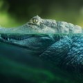 Užas u popularnom letovalištu Krokodil i ajkula snimljeni kako plivaju zajedno - ljudi šokirani, ovo se baš retko viđa