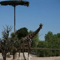 Tužne vesti iz Teksasa: Uginula jedna od najstarijih žirafa