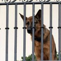 Amerika i životinje: Bajdenov pas Komandant posle napada na agenta iseljen iz Bele kuće