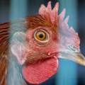Kolorado: Tri radnika na farmi peradi zaražena ptičijim gripom